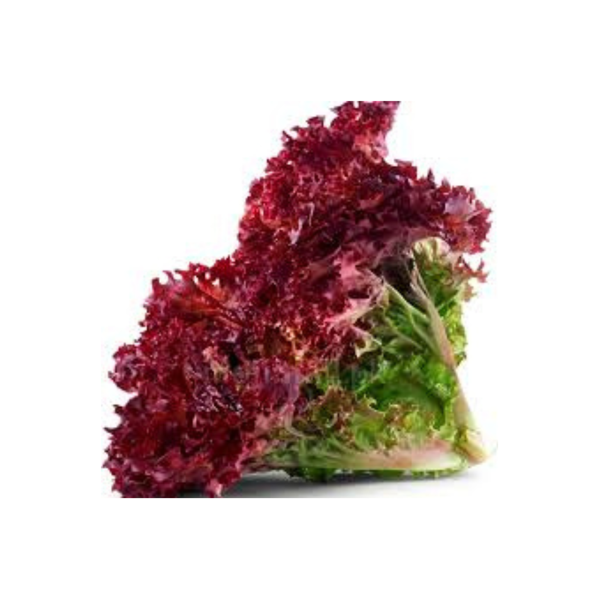 Realite Salad Leaves Red