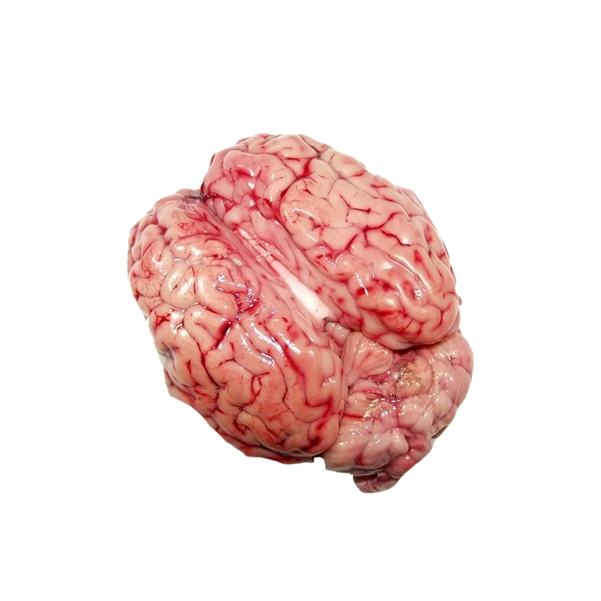 Fresh Meat Mutton Brain