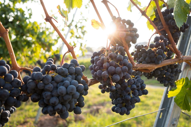 Fresh Grapes (Sundarkhani)