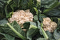 Fresh Cauliflower