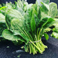 Fresh Mint 1 Bunch